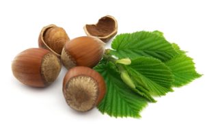 Hazelnuts with leaves